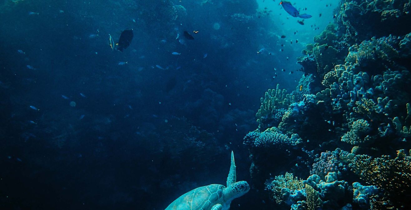 Bring The Ocean into Your School  BlueSchools